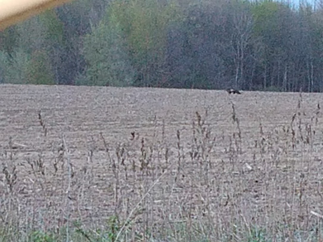 MIBFIO field photograph