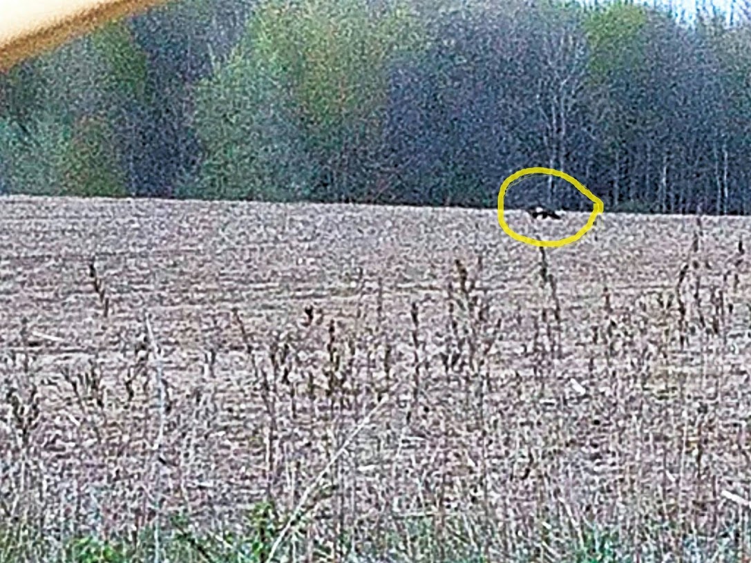 MIBFIO field photograph